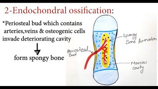 Bone Development  Ossification  Osteogenesis  Bone Forming Cells  Intramembranous  Endochondral [upl. by Taite]