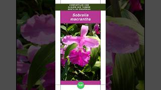 Sobralia macrantha Veja a Beleza desta Linda Orquídea shorts flores orquideas [upl. by Sulohcin]