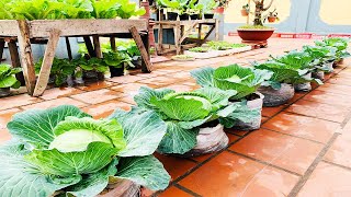 Grow cabbage from seeds [upl. by David806]