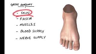 Dorsum of Foot Gross Anatomy [upl. by Hamitaf]