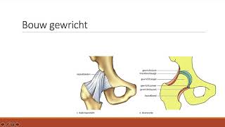 53  De bouw van gewrichten [upl. by Dasya]