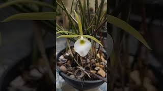 Orquídea Brassavola tuberculata e Cattleya  Laelia purpurata [upl. by Bob]