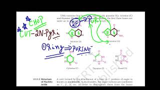 Video 6 Chapter 10 Biomolecules Tricks amp Tips to Recollect the Structure of Purines and Pyrimidines [upl. by Rodmun165]