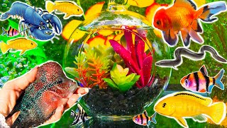 Colorful fish surprise crayfish koi angelfish turtle goldfish cichlid barbus dragon fish [upl. by Ahsinrat]