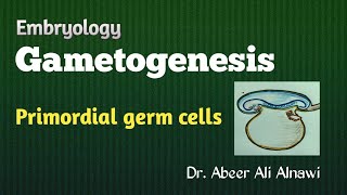 8 Embryology Gametogenesis  Part 1 Primordial germ cells Dr Abeer Ali Alnawi [upl. by Quintilla]