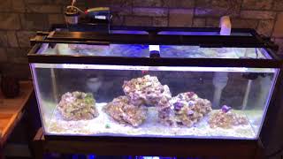 Fluval 20 Marine and Reef 25k LED Light Review [upl. by Arten]