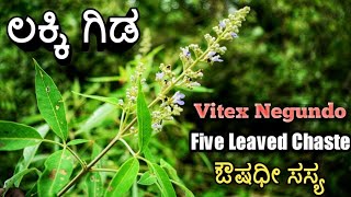 ಲಕ್ಕಿ ಗಿಡ Five Leaved Chaste Vitex Negundo [upl. by Nakre]