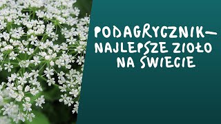 Podagrycznik pospolity najcudowniejsze zioło świata zbieraj ile możesz [upl. by Nosnek]