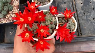 Rebutia heliosa El secreto de sus flores y cuidados Bolivia [upl. by Entwistle]