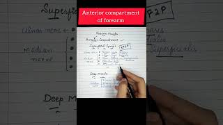 Muscle and Nerve supply of anterior compartment of forearm in one minute  60 second anatomy [upl. by Adolphe]