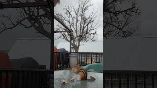 Little Boy On Table near dark chipmunk funny wildlife cute fuzzy [upl. by La Verne]