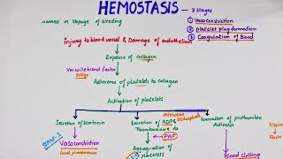 Hemostasis  Easy Flowchart  Physiology [upl. by Orpha]