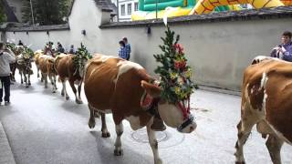 Almabtrieb in Fügen Zillertal 19092015 [upl. by Llerred]