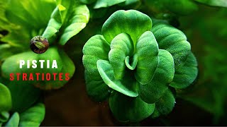 Pistia Stratiotes [upl. by Robinia]