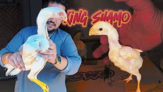 Hsn High Quality King Size White Ho Shamo Aseel Murga Only Hassan Bhai Hen Hatching Eggs At Home [upl. by Hort117]