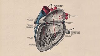 STORY OF A HEARTDevelopment of Interatrial Septum  Interventricular Septum and Trunchus Arteriosus [upl. by Nayve434]