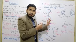 Oogenesis  Process Of Oogenesis In Urdu Hindi By MrHadi  Class 10 Biology  Lecture No 09 [upl. by Elkin]