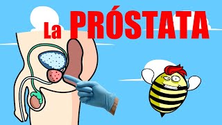 La PRÓSTATA 🌰Lo que todo HOMBRE debe saber y no le han contado [upl. by Garett]