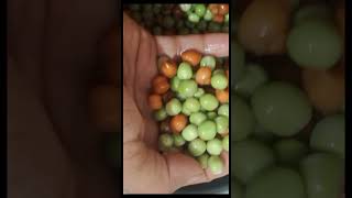 watch and learn how to make spicy and tasty black Chana and dry peas curry recipe song music [upl. by Nhabois]