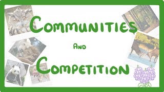 GCSE Biology  Interdependence  Community and Competition 84 [upl. by Jonati]