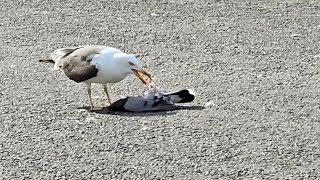 Seagull killed and eats pigeon  wild life nature animal birds [upl. by Maiocco115]