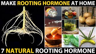 How to make ROOTING HORMONE at Home  7 Ways to Make Natural Homemade Plant Rooting Hormone Powder [upl. by Ahsin146]