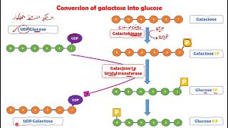 galactose metabolism Bio [upl. by Australia]