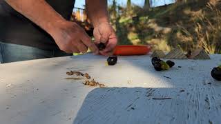 Pitting olives [upl. by Casilda]