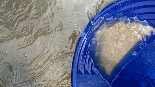 Gold prospecting on the south platte river finding flour gold [upl. by Lusty]