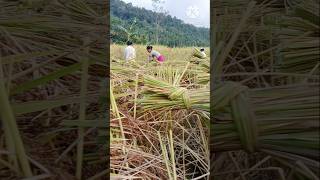 Grain harvesting with music🌾😉😃  1124 [upl. by Nlyak]