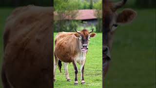 Nariyal ka Pani lao re cow video kameden video sudar [upl. by Lavud]