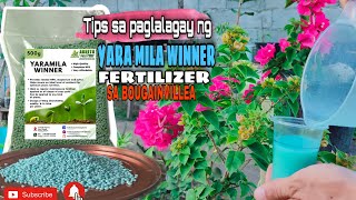 BOUGAINVILLEA FERTILIZER  YARA MILA WINNER  EFFECTIVE KAYA [upl. by September]