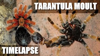 Tarantula moult time lapse [upl. by Garin]