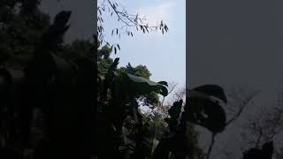 Este animalito está en peligro de extinción en Guatemala [upl. by Newnorb892]