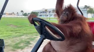 Famous Orang Utan drives Golf Cart and Heals your Soul [upl. by Einnad800]