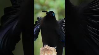 Amazing Bird In The World  Birds Of Paradise  bird birds ytshort ytshortsvideo shortvideos [upl. by Kirsti]