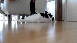 Epileptischer Anfall Kater Willi [upl. by Anika266]