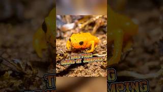 Pumpkin Toadlet  This Frog Cant Jump animalenigmas [upl. by Nanoc]