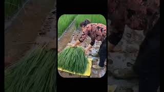 Incredible Japanese Farming Growing Rice on Rooftops amp Using Bamboo for Pesticides [upl. by Harilda265]