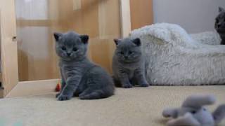 British Shorthair Kitten Cattery [upl. by Eecal]