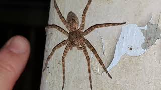 Dolomedes Tenebrosus Dark Fishing Spider [upl. by Atenaz511]