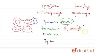 The nutritive layer of microsporangia of Capsella [upl. by Ileray]