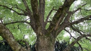 Common ash  entire tree  July 2024 [upl. by Adnuahsar]