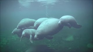 Blue Spring underwater Manatee Cam [upl. by Nojad]