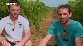 Reportage sur le Domaine des Amiel  Vins Naturels Languedoc  lespeauxdevins com [upl. by Yecram]