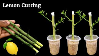 How to propagate lemon tree from cuttings  grow lemon tree cutting [upl. by Mayor245]