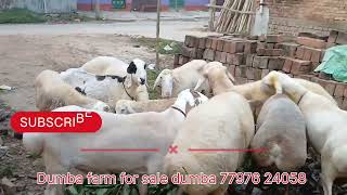 77976 24058 turki dumba farm malda turki dumba farm kaliachak turki dumba farm turkey dumba farm vid [upl. by Mor]