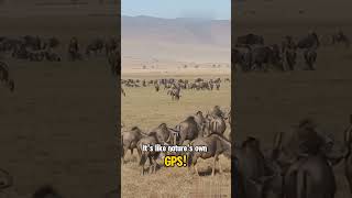 Unbelievable Animal Migrations No GPS Needed shorts short [upl. by Danny658]