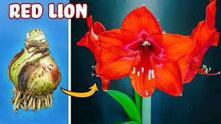 Growing Red Amaryllis Flower Time Lapse  Bulb to Blossom 48 Days [upl. by Auka]