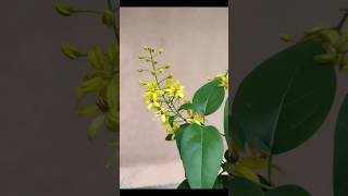 creeper plant bridal boke plant outdoor plant shotsyoutube viral videogardening nature [upl. by Nedap]